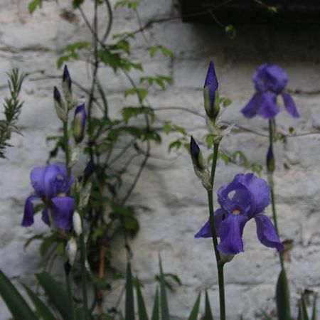 B&B Les Iris Brüsszel Kültér fotó