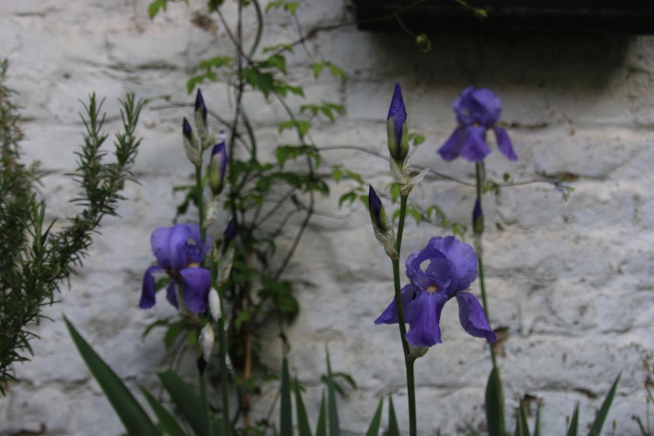 B&B Les Iris Brüsszel Kültér fotó